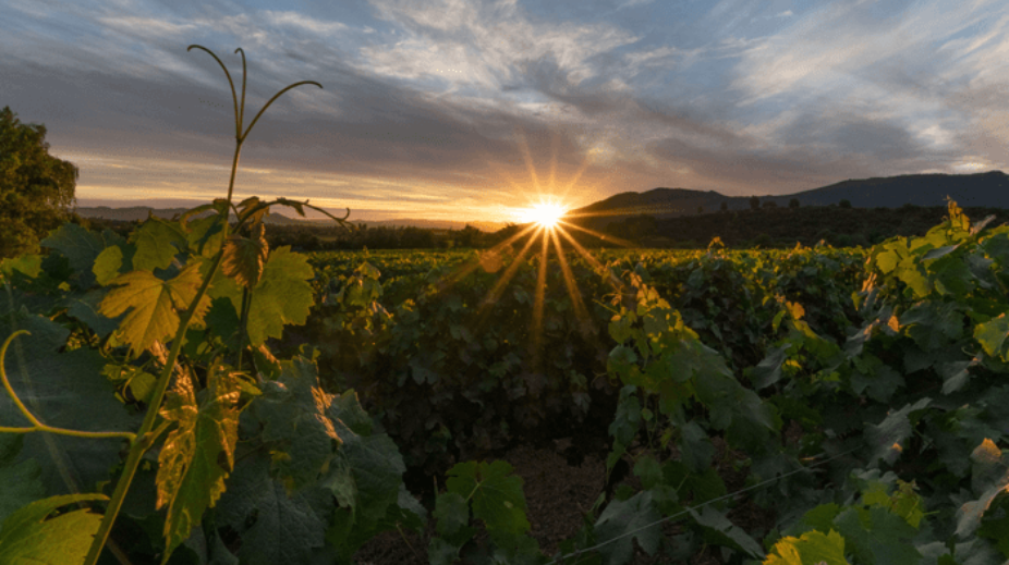 Carmenère Montes Chili Landschap