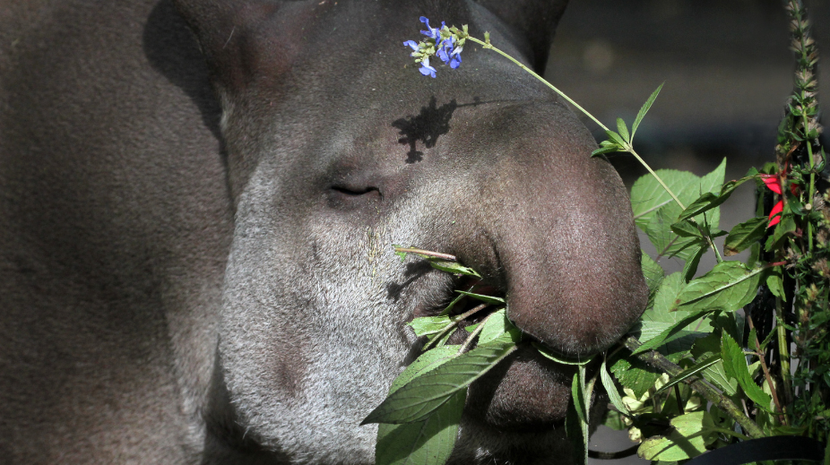 Tapir eet planten uit de eetbare tuin ©, ARTIS Ronald van Weeren