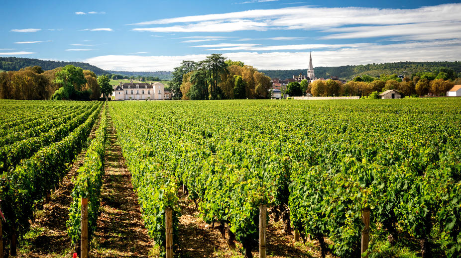 wijndorp-Meursault-Frankrijk